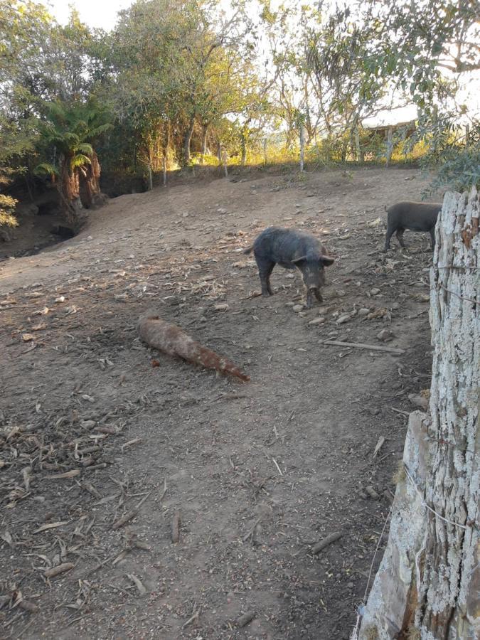 Willa Fazenda Tamandua Casa De Campo - Cabana Coragem Rio Rufino Zewnętrze zdjęcie